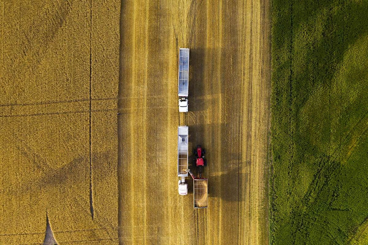 Top view of trailers being filled with grain. © robert lowdon