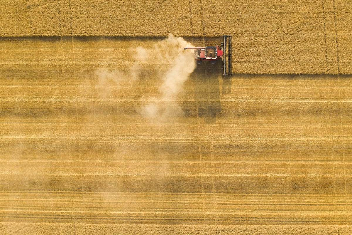 Harvested vs non harvested areas, in the field. © robert lowdon