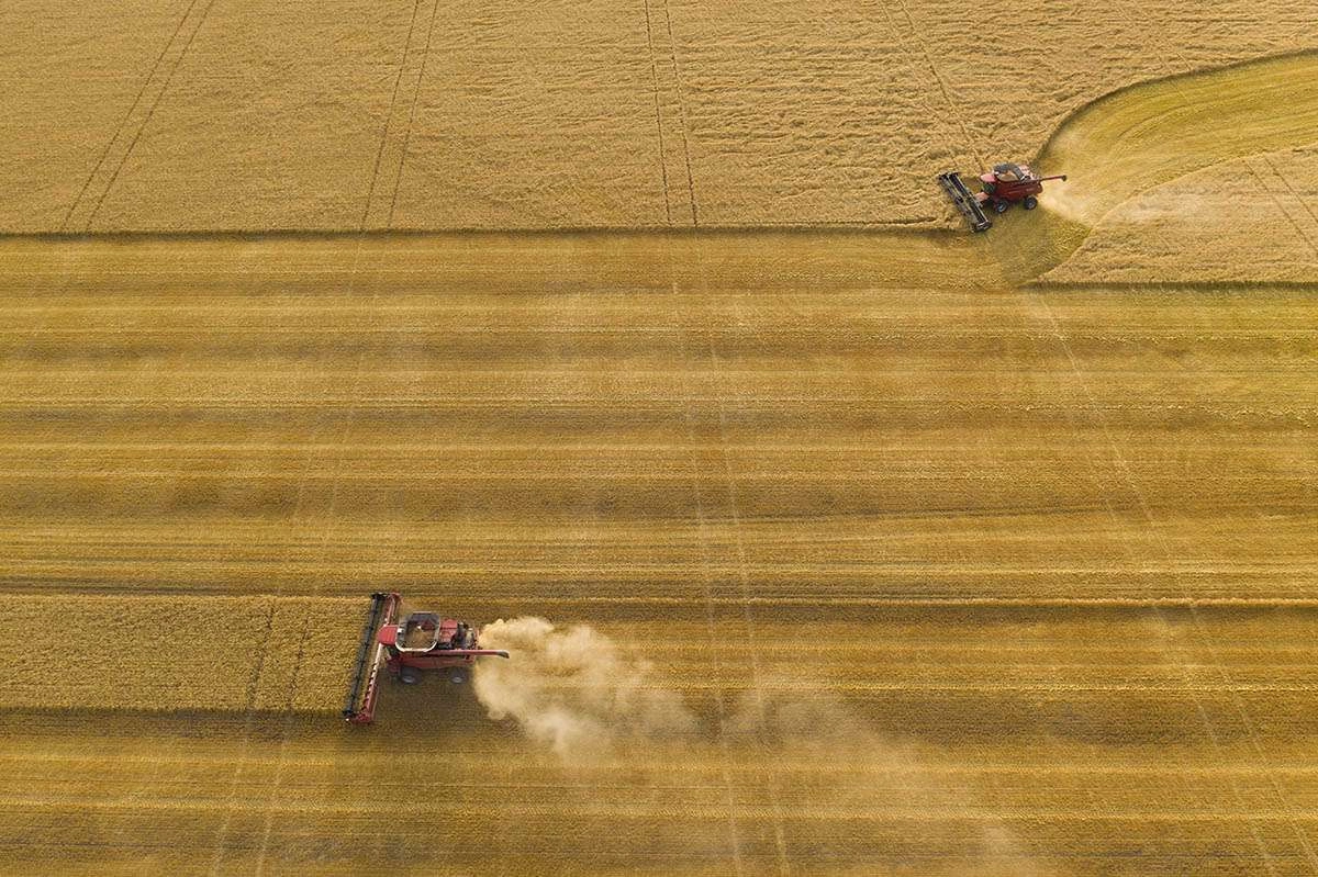 Grain field from above. © robert lowdon