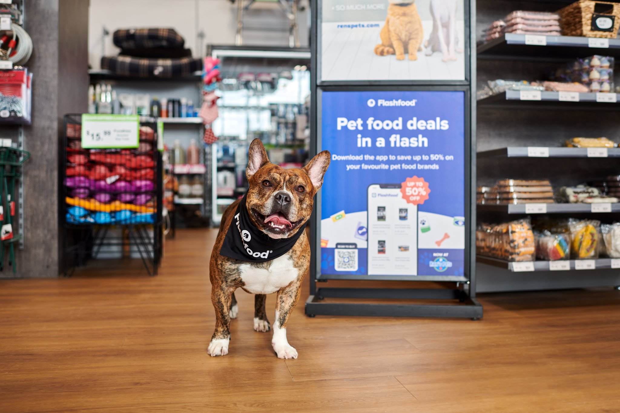 DSC_7379 copy (1) emotion-evoking images featuring a dog at a pet store.