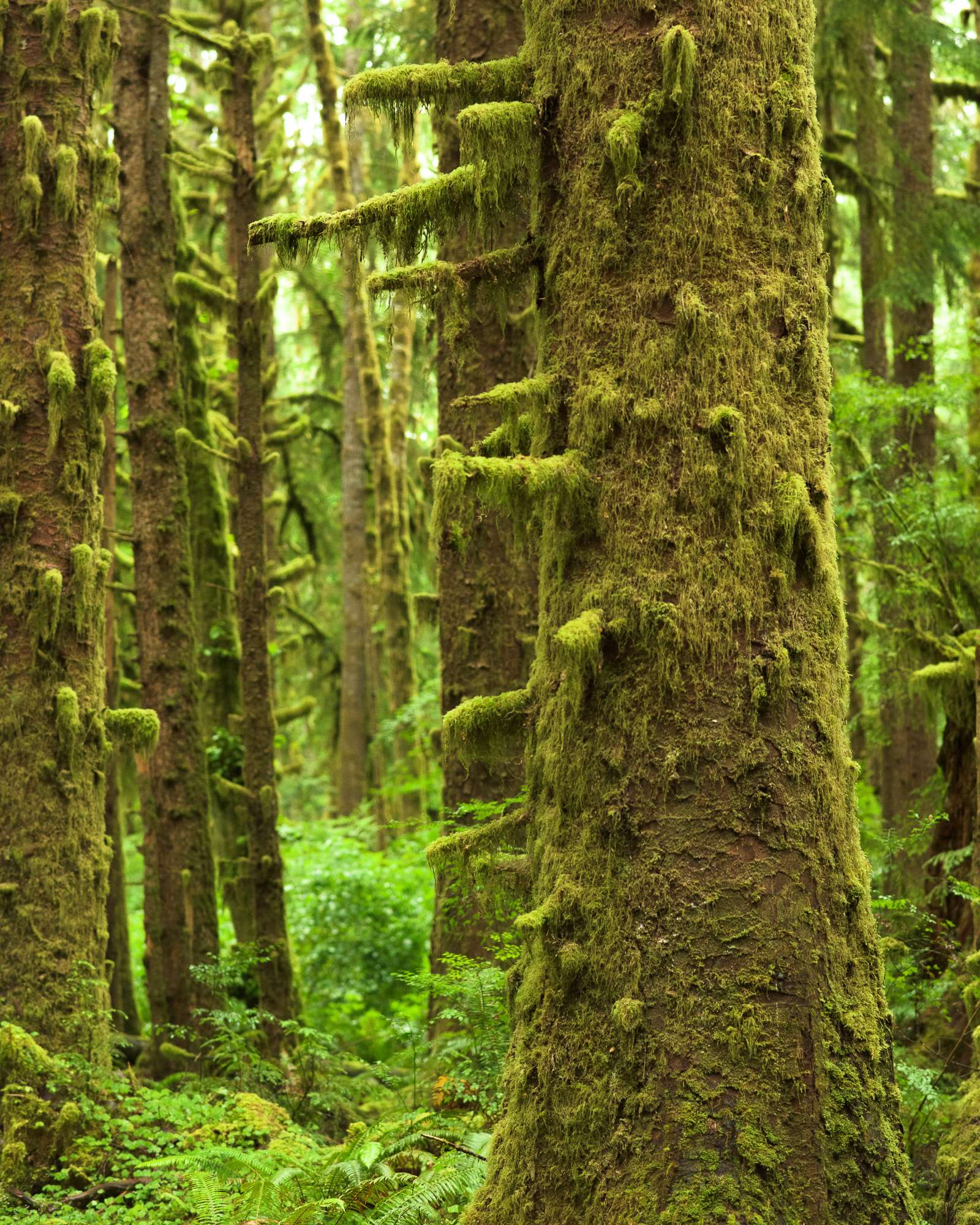 Fairytales - Products Dsc1069 Olympic national park trees